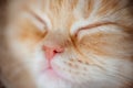 Peaceful orange red tabby cat male kitten curled up sleeping. White background Royalty Free Stock Photo