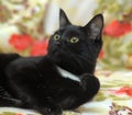 L shorthair black cat with white breast Royalty Free Stock Photo