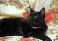 L shorthair black cat with white breast Royalty Free Stock Photo