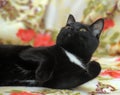 L shorthair black cat with white breast Royalty Free Stock Photo