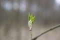 A l small delicate first spring bud on a tree branch Royalty Free Stock Photo