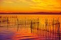 La Albufera lake sunset in El Saler of Valencia Royalty Free Stock Photo