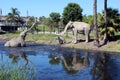 La Brea Tar Pits Royalty Free Stock Photo