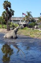 La Brea Tar Pits Royalty Free Stock Photo