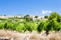 La Cadiere d& x27;Azur with vineyards, Provence, France