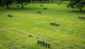 German war graves at La Cambe, France Royalty Free Stock Photo