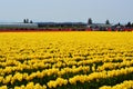 La Conner & Skagit Valley Tulip Festival Royalty Free Stock Photo