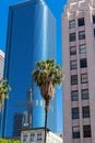 LA Downtown Los Angeles Pershing Square palm tress and skyscrapers.vertical photo;