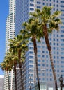 LA Downtown Los Angeles Pershing Square palm tress Royalty Free Stock Photo