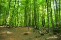 La Fageda d'en Jorda