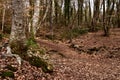 La Fageda den Jorda forest, in Spain