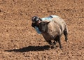 A La Fiesta De Los Vaqueros Junior Rodeo