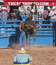 A La Fiesta De Los Vaqueros, Tucson, Arizona