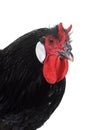 La Fleche chicken Royalty Free Stock Photo