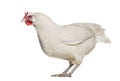 La Fleche chicken standing against white background Royalty Free Stock Photo