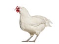 La Fleche chicken standing against white background Royalty Free Stock Photo