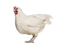 La Fleche chicken standing against white background Royalty Free Stock Photo