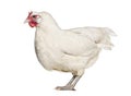 La Fleche chicken standing against white background Royalty Free Stock Photo