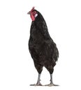 La Fleche chicken standing against white background