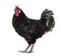 La Fleche chicken standing against white background