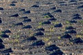la Geria vineyard area in Lanzarote Royalty Free Stock Photo