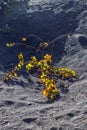 La Geria vineyard area in Lanzarote Royalty Free Stock Photo