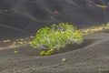 La Geria vineyard area in Lanzarote Royalty Free Stock Photo
