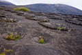 La Geria Vineyard in Lanzarote Royalty Free Stock Photo
