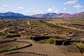 La Geria Vineyard in Lanzarote Royalty Free Stock Photo