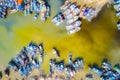 La Gi fishing village seen from above with hundreds of boats anchored along both sides of river Royalty Free Stock Photo