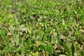 La Guatiza Nopal cactus chumbera garden field Royalty Free Stock Photo