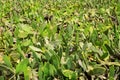 La Guatiza Nopal cactus chumbera garden field Royalty Free Stock Photo