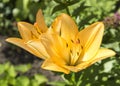 LA hybrid lily `Royal Trinity` white flowers Royalty Free Stock Photo