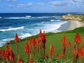 La Jolla coast, California, with red succulents Royalty Free Stock Photo