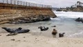 La Jolla Cove - Baby Seals on the Beach