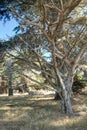 Diversity Graces the Coastal Landscape of California