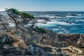 Diversity Graces the Coastal Landscape of California