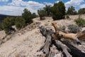 La Junta hiking trail, New Mexico.