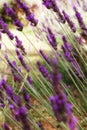 Fiore di lavanda ed i suoi particolari Royalty Free Stock Photo