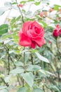 La Marseillaise Rose or Red Rose in Garden