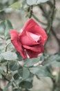La Marseillaise Rose or Red Rose in Garden