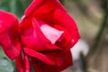 La Marseillaise Rose or Red Rose in Garden