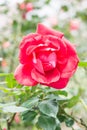 La Marseillaise Rose or Red Rose in Garden