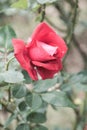 La Marseillaise Rose or Red Rose in Garden