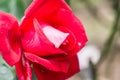 La Marseillaise Rose or Red Rose in Garden