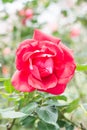 La Marseillaise Rose or Red Rose in Garden