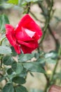 La Marseillaise Rose or Red Rose in Garden