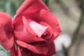 La Marseillaise Rose or Red Rose in Garden