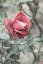 La Marseillaise Rose or Red Rose in Garden