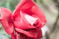 La Marseillaise Rose or Red Rose in Garden